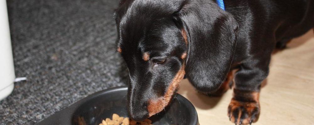How to recognise food allergies in dogs
