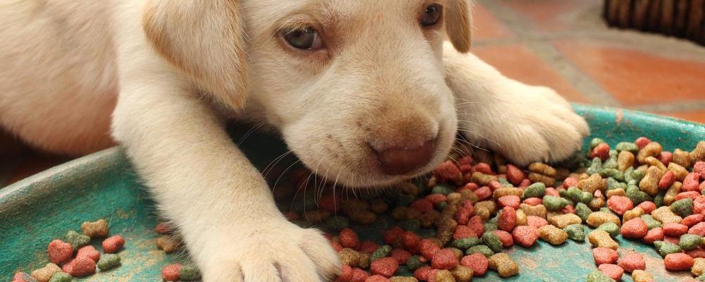 Popular websites to buy puppy food